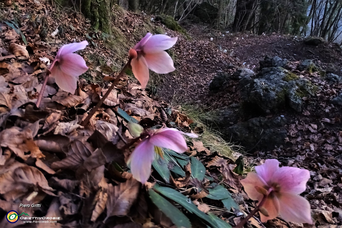 87 Spettacolo di ellebori in fiore.JPG